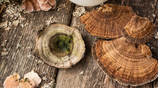 Turkey Tail: Immunity, Insulin Resistance, Prebiotic