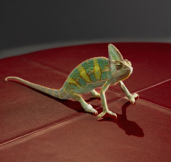 George the chameleon