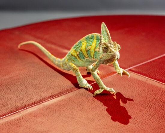 George the chameleon