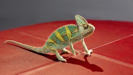 George the chameleon