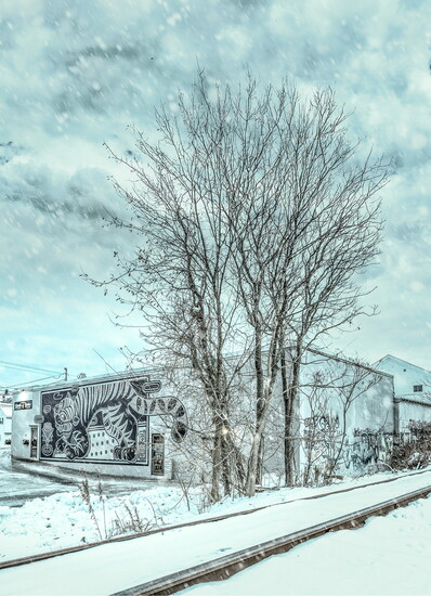 The Tiger mural on Islington Street