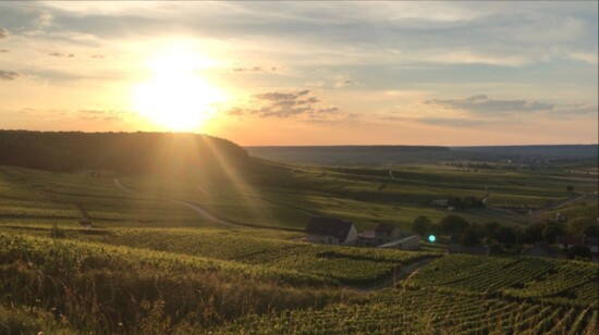 Sunset over the vineyard