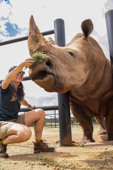 Barney, one of three white rhinos, with a Longneck Manor zookeeper. Photo by Stacy Berg.