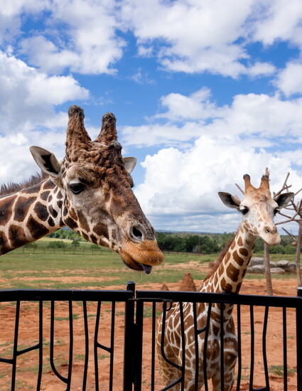 Kafele and Mosi patiently waiting for a treat. Photo by Stacy Berg.