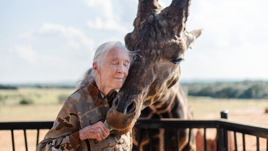 The late Dr. Jane Goodall with Kafele. Photo by Stacie Lorraine.