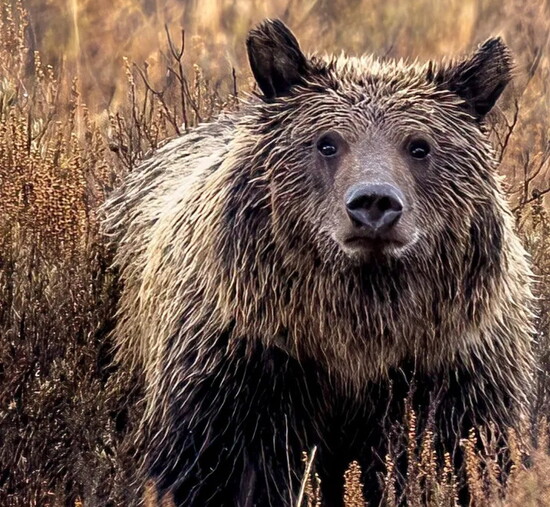 Photo courtesy of David Mazur