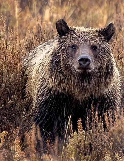 Photo courtesy of David Mazur