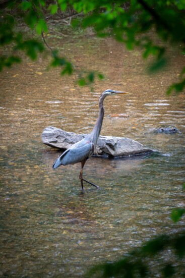 Blue Heron at the Chattahoochee