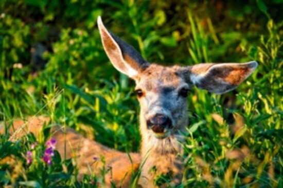 Mule deer and other species live on 163,037 acres of Sam Sam Houston National Forest located between Huntsville, Conroe, Cleveland, and Richards