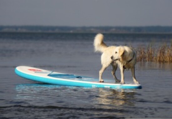 Waterdog! A paddle-boarding golden retriever enjoys the lake life.