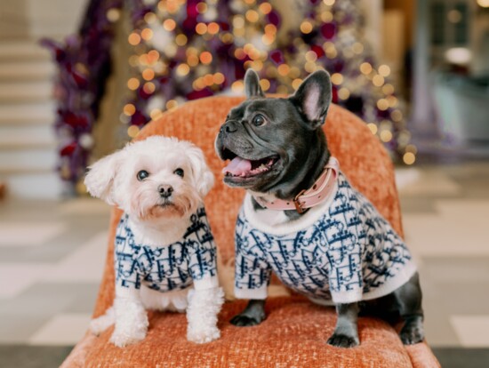 The Family Dogs: Chiquis and Ella