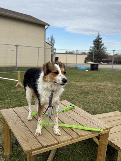 Jen built a dog park at The Dog Wizard for her and her clients to use while training.