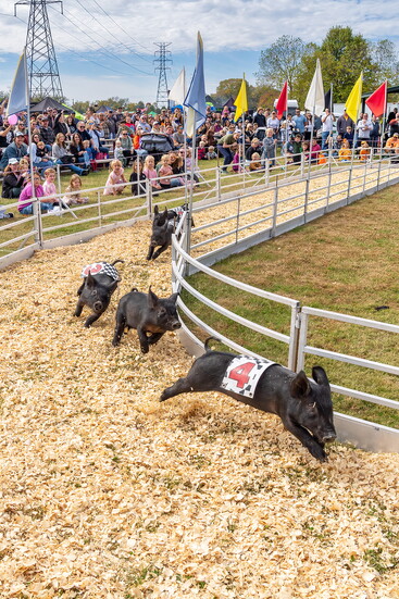 Pig racing at the Hendersonville PigFest