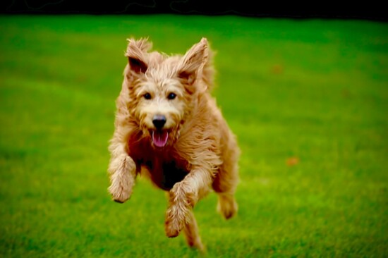 The author's dog, Samantha. Photo by Ron Lieberman