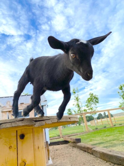 Ryan Heuser's goat, Hopper
