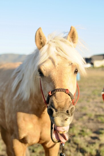 Fun and excited to watch, the T&OM Competition is free to attend and offers a new feature this year, the Wild Horse Trading Post, with a variety of vendors. 