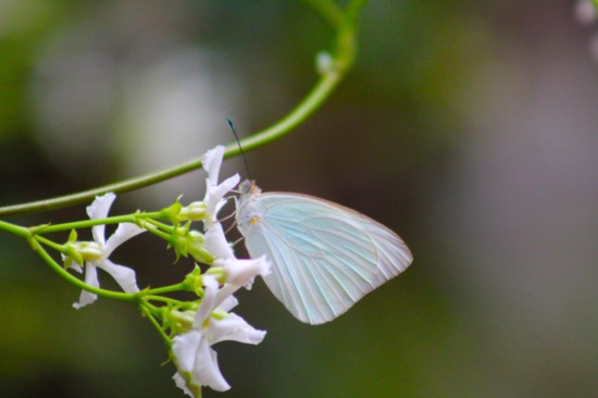 A Great Southern White butterfly