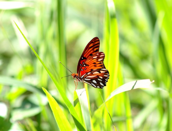 A Gulf fritillary butterfly