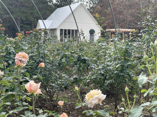 Before the roses were even ready, their Life in Rose Farm was fielding orders from across Texas.