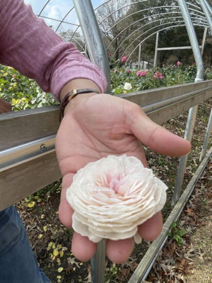 Shaw holds a bloom from the Earth Angel, the rose variety that started it all. 