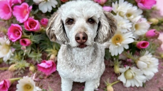 Ruby