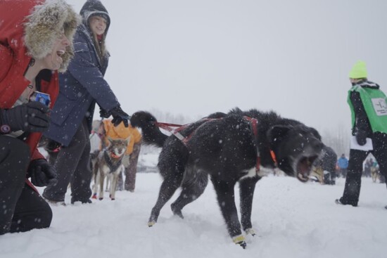 Leslie in Alaska for the 2020 Iditarod, doing research on the dog sledding community for the Niche to Meet You podcast. 