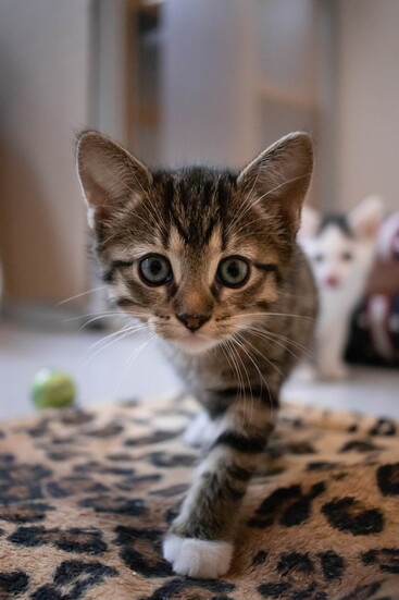 Hundreds of animals, like this cute rescue kitten, benefit from community support through the Long Beach Gives campaign.