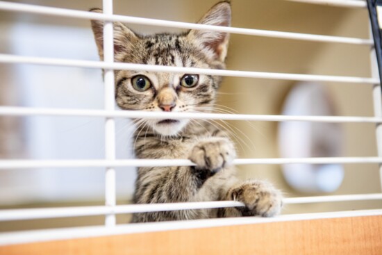 Looking for a pet? The shelter offers a number of animals ready for forever homes.