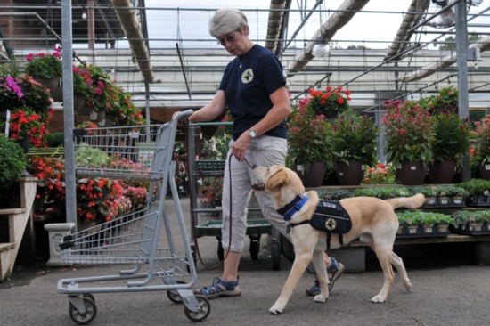 Volunteer Helps Train Service Dogs for MK9servicedogs.org
