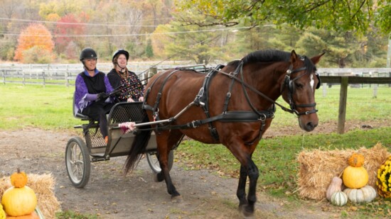 Loudoun Therapeutic Riding offers driving as well as riding therapies. Caroline Gray Photo