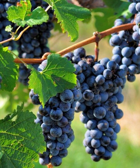Breaux Vineyard Grapes 