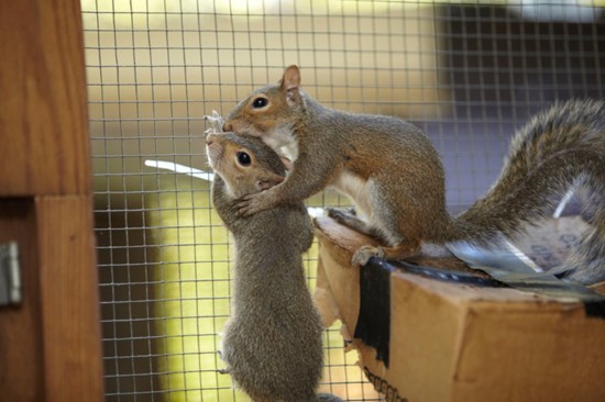 Carolina Wildlife Center