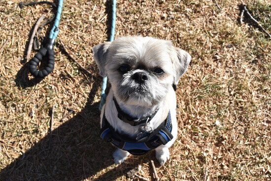 Max visits the park daily with local resident, Judy Baker