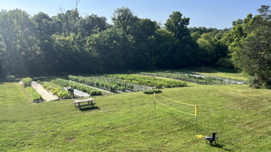 Fresh vegetables growing at Blue Stem Hollow