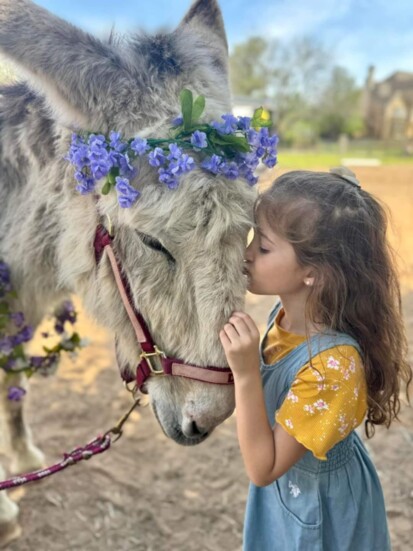 Donkeys are both gentle and intelligent.