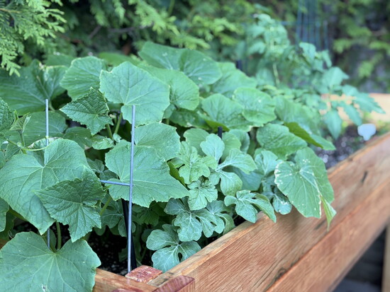 Gio's Garden