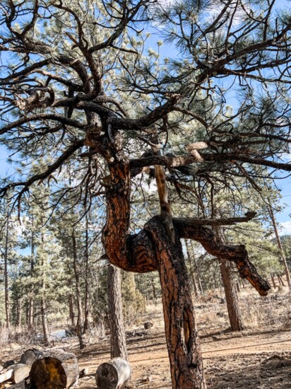 Native American Framing Tree