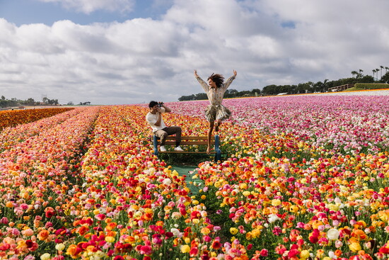 The Flower Fields of Carlsbad Ranch