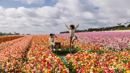 The Flower Fields of Carlsbad Ranch