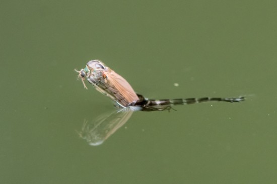 Midge Fly pupae