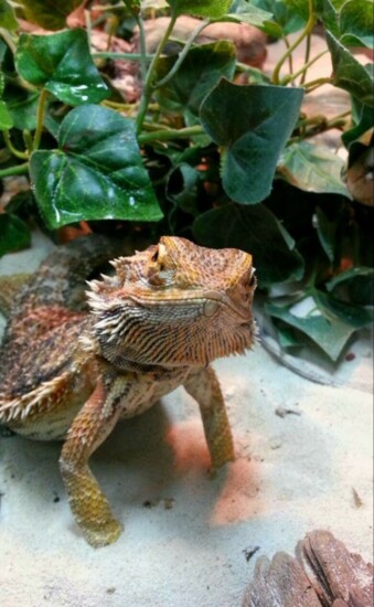 Exotic animals like bearded dragons make great rescue adoption pets
