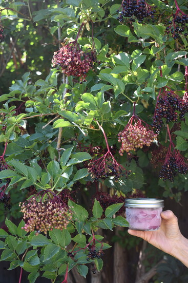 Linda and her family harvest an abundance of elderberries each year, freezing them to last all winter long.