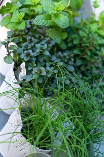 Fresh herbs found at the Grogan's Mill market 