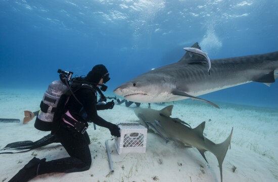 Scuba Diving in Grand Bahamas