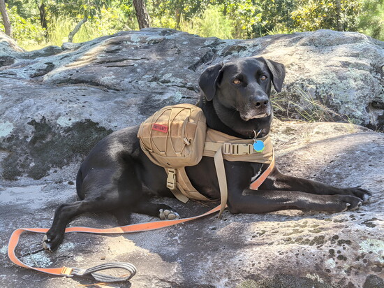 Among other things, Weston taught Thomas, his owner, about positivity and optimism. 
