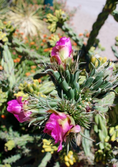 Violet Purple Flower Cholla Cactus