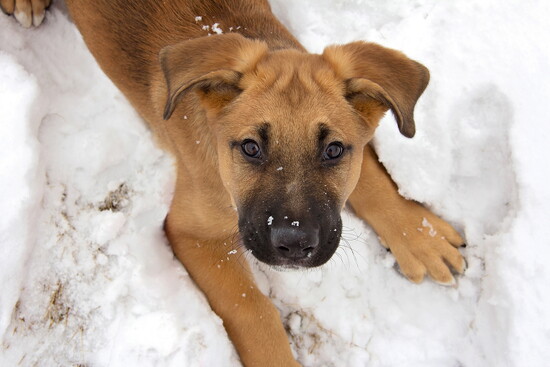 Supporting CT Humane Society and Stamford's Animal Control