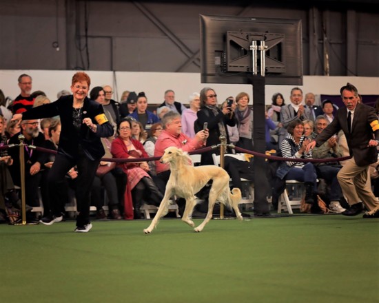 Owner handler Julie Mueller with Stewart at the 2020 Westminster Dog Show