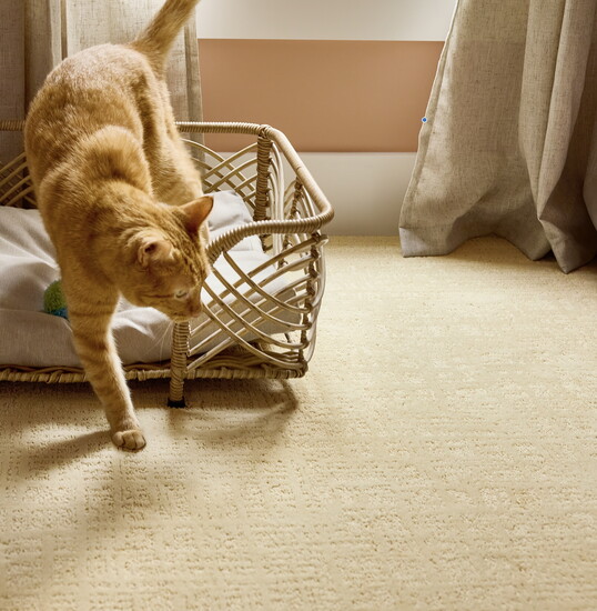 Carpet remains a cozy bedroom favorite, according to Montgomery’s CarpetsPlus Colortile.