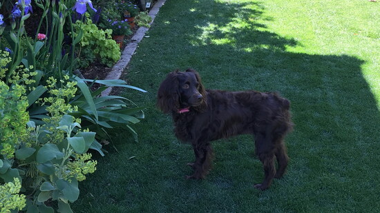 Healthy Lawn
